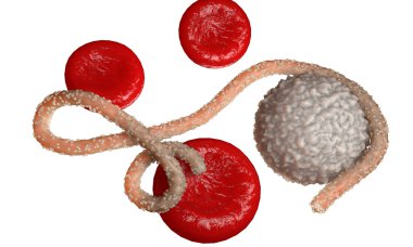 Ebola virüs, bakteri, virüs, salgın. Kan hücre organizma içinde Ebola virüsü gerçekçi 3d render. 