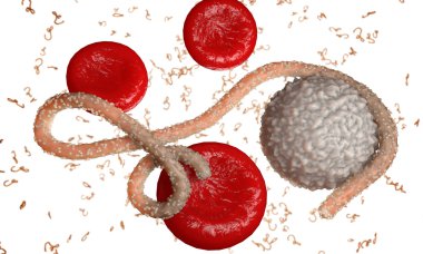 Ebola virüs, bakteri, virüs, salgın. Kan hücre organizma içinde Ebola virüsü gerçekçi 3d render. 