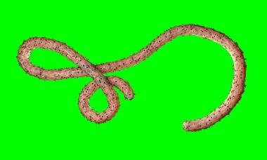 Ebola virüs, bakteri, virüs, salgın. Kan hücre organizma içinde Ebola virüsü gerçekçi 3d render. 