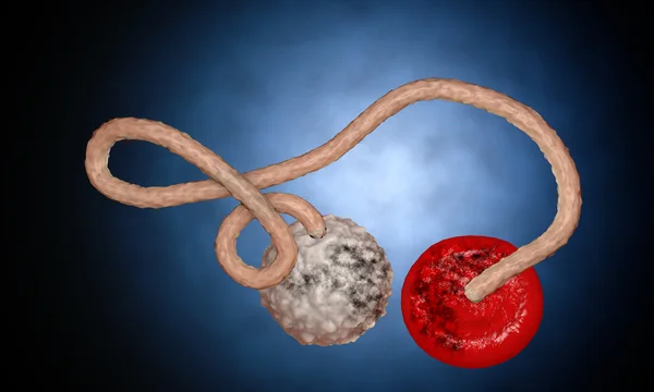 Virus Ebola, bactéries, virus, épidémie. Réaliste 3d rendre virus Ebola avec des cellules sanguines à l'intérieur de l'organisme . — Photo