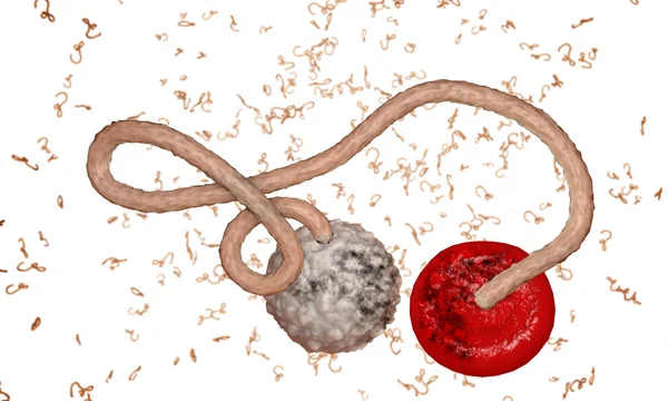 Вирус Эболы, бактерии, вирус, эпидемия. Реалистичный 3D рендеринг вируса Эбола с клеткой крови внутри организма . — стоковое фото