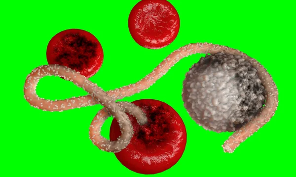 Virus Ebola, bakteri, virus, epidemi. Realistik 3d membuat virus Ebola dengan sel darah di dalam organisme . — Stok Foto