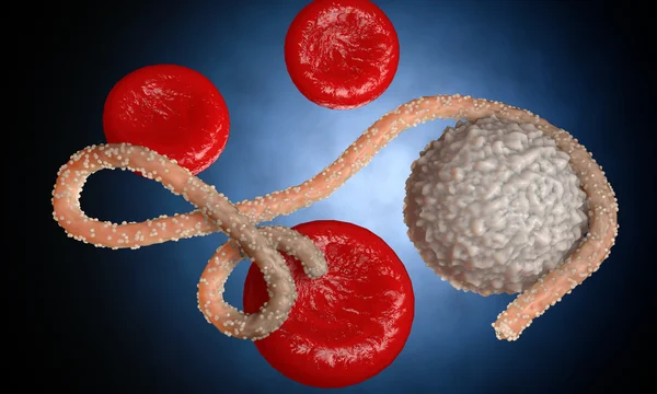Virus dell'ebola, batteri, virus, epidemia. Realistico virus di rendering 3D Ebola con cellule del sangue all'interno dell'organismo . — Foto Stock