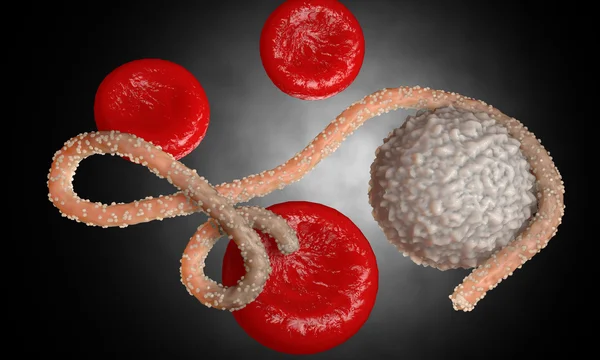 Virus del Ébola, bacterias, virus, epidemia. Realista 3d renderizar virus Ébola con células sanguíneas dentro del organismo . — Foto de Stock