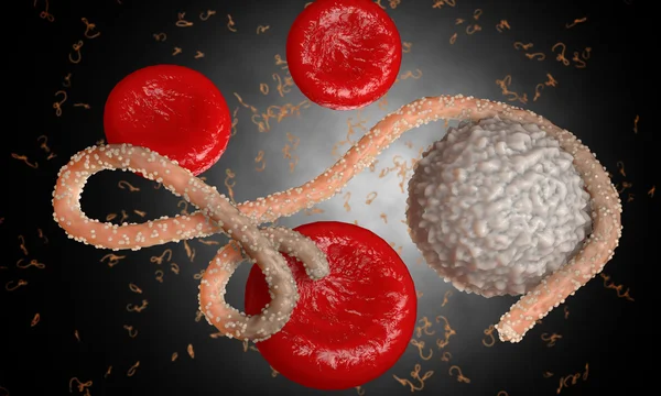 Vírus do ébola, bactérias, vírus, epidemia. 3d realista tornar vírus ébola com células sanguíneas dentro do organismo . — Fotografia de Stock