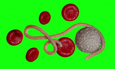 Ebola virüs, bakteri, virüs, salgın. Kan hücre organizma içinde Ebola virüsü gerçekçi 3d render.