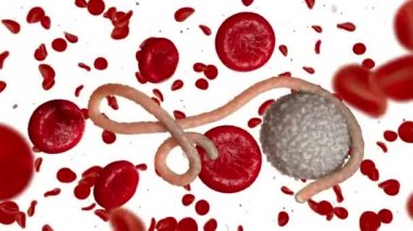 Ebola virüs, bakteri, virüs, salgın. Kan hücre organizma içinde Ebola virüsü gerçekçi 3d render.