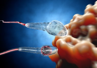 Spermatozoons, sperm, floating to ovule - 3d render clipart