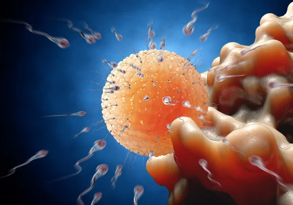 Сперматозооны, сперматозоиды, плавающие в яйцеклетку - 3d рендеринг — стоковое фото