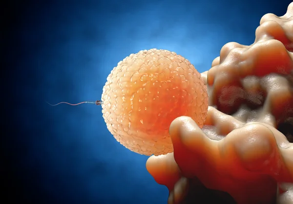 Spermatozoi, spermatozoi, galleggianti all'ovulo - rendering 3d — Foto Stock