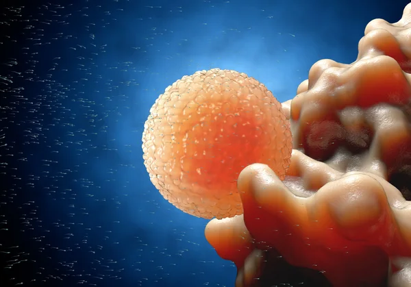 Spermatozoïdes, sperme, flottant à l'ovule - rendu 3d — Photo