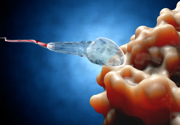 Spermatozoonen, Spermien, die zum Eierstock schweben - 3D-Render — Stockfoto