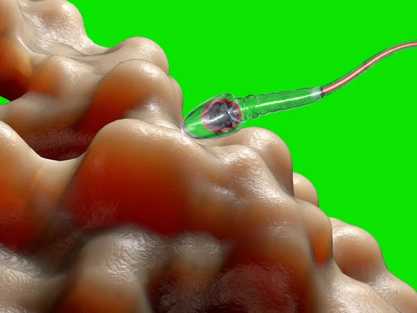 Espermatozóides, esperma, flutuando para o óvulo - 3d render — Fotografia de Stock