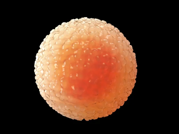 Spermatozoons, sperma, úszó ovule - 3d render — Stock Fotó