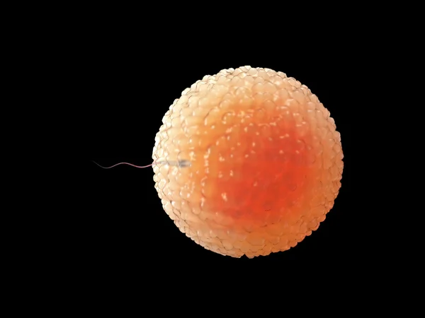 Spermatozoons, sperma, úszó ovule - 3d render — Stock Fotó