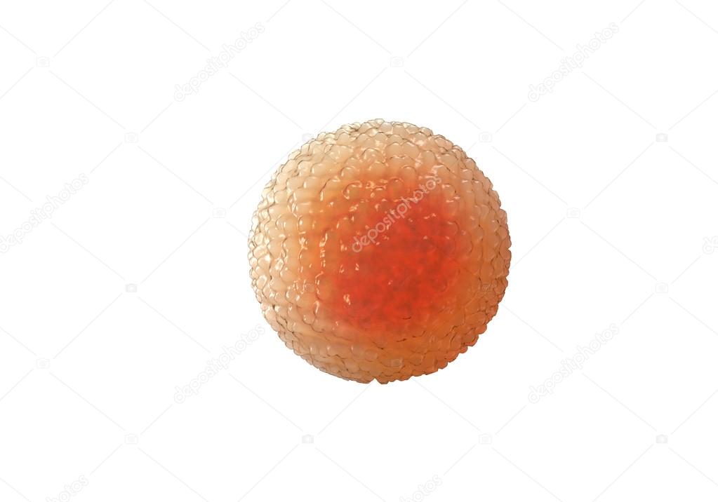 Spermatozoons, sperm, floating to ovule - 3d render