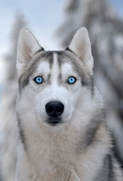 Hund sibirischer Hasky auf winterlichem Hintergrund — Stockfoto