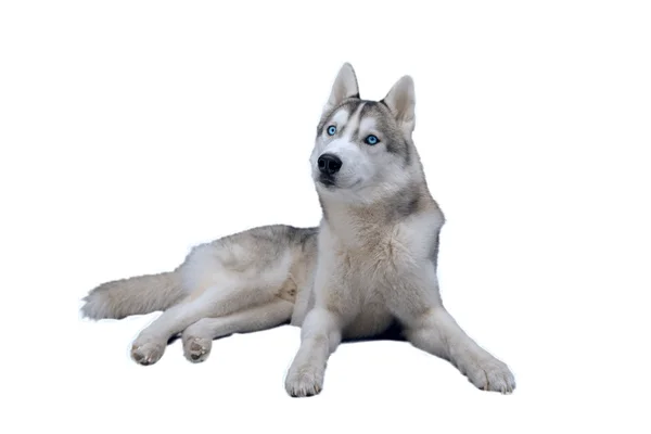 Izolovat pes sibiřský Patrik na wihte — Stock fotografie