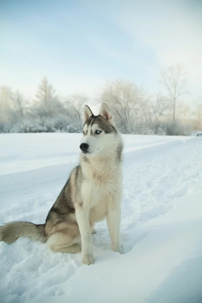 Hund sibirischer Hasky auf winterlichem Hintergrund — Stockfoto