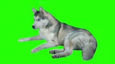 Köpek Sibirya hasky. Yeşil ekran 4 k görüntüleri son derece detaylı. Temiz Alfa. Kara büyü kamera 4 k üzerinde çekim.