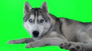 Köpek Sibirya hasky. Yeşil ekran 4 k görüntüleri son derece detaylı. Temiz Alfa. Kara büyü kamera 4 k üzerinde çekim.