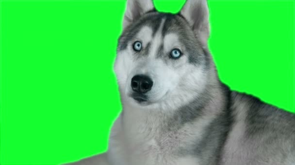 Cão siberiano hasky. Tela verde altamente detalhada imagens 4K. Alfa limpa. Tiro na câmera mágica preta 4K . — Vídeo de Stock