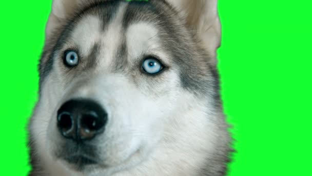 Perro siberiano hasky. Pantalla verde con imágenes 4K muy detalladas. Alfa limpia. Disparo en la cámara mágica negra 4K . — Vídeos de Stock