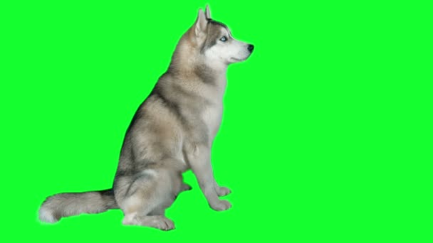 狗西伯利亚 hasky。绿屏非常详细的 4 k 画面。清洁的阿尔法。拍摄于黑魔法相机 4 k. — 图库视频影像
