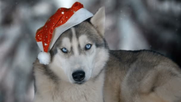 Hond Siberische Mames op winter achtergrond. 4 k hoge gedetailleerde beelden. Geschoten op zwarte magie film camera. — Stockvideo