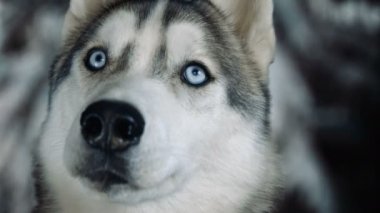 Köpek Sibirya hasky kış arka plan üzerinde. 4 k yüksek Detaylı görüntüleri. Kara büyü sinema kamera üzerinde çekim.