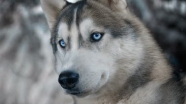 Köpek Sibirya hasky kış arka plan üzerinde. 4 k yüksek Detaylı görüntüleri. Kara büyü sinema kamera üzerinde çekim.