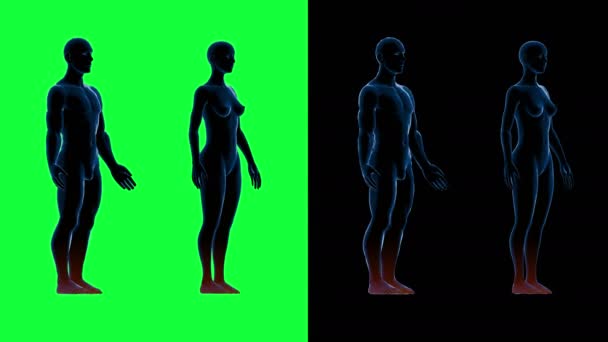 Escaneamento do corpo feminino masculino humano. Movimento giratório. Imagens de tela verde 4k — Vídeo de Stock