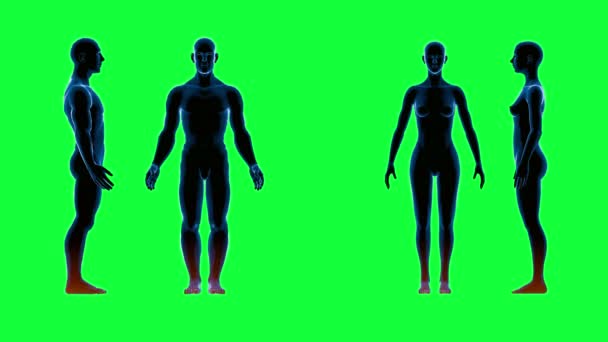 Escáner de cuerpo femenino masculino humano. Imágenes de pantalla verde 4k — Vídeo de stock