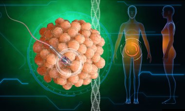 İnsan yumurta hücresi. Sperm, spermatozoon, ovule için yüzer. hamile wooman, hud elemanları ile tıbbi anatomi kavramı