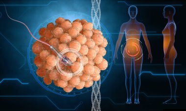 İnsan yumurta hücresi. Sperm, spermatozoon, ovule için yüzer. hamile wooman, hud elemanları ile tıbbi anatomi kavramı