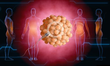 İnsan yumurta hücresi. Sperm, spermatozoon, ovule için yüzer. hamile wooman, hud elemanları ile tıbbi anatomi kavramı