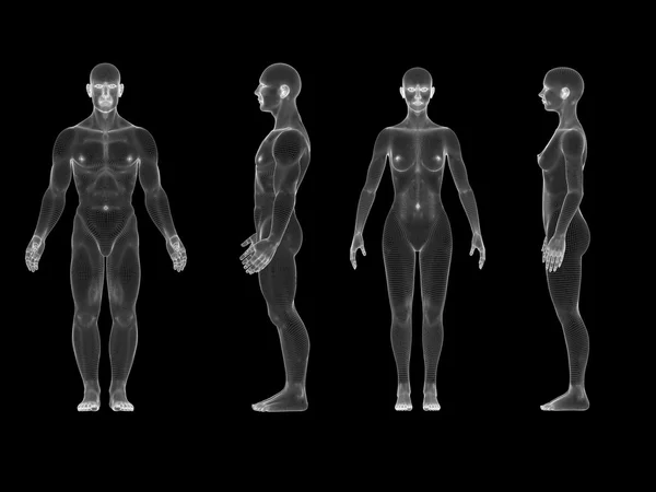 X 射线男性女性人体。解剖概念。隔离，3d 渲染 — 图库照片