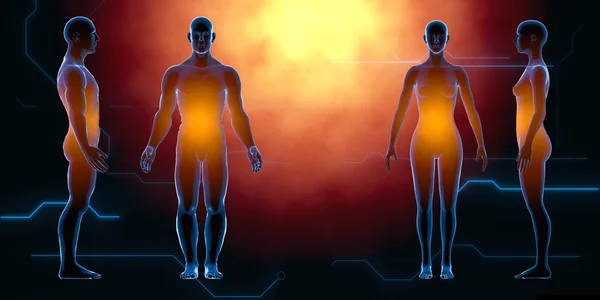 X 射线男性女性人体。解剖概念。隔离，3d 渲染 — 图库照片