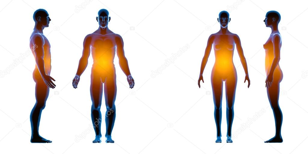 Raio-X corpo feminino masculino humano. Conceito de anatomia. Isolar,  renderizar 3d fotos, imagens de © chagpg #95288594