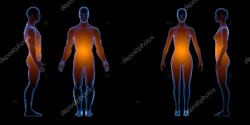 Raio-X corpo feminino masculino humano. Conceito de anatomia