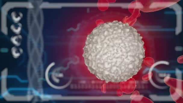 白血球、有機体ビュー内のエリトロサイト。医学的概念。HUDモニター — ストック動画