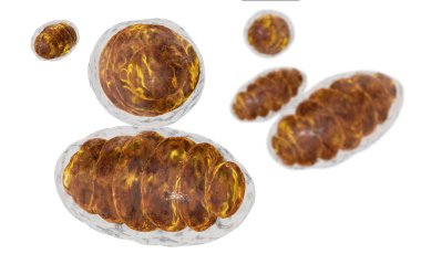 mitochondrion, mitochondrial. Medical concept . Inside human organism clipart