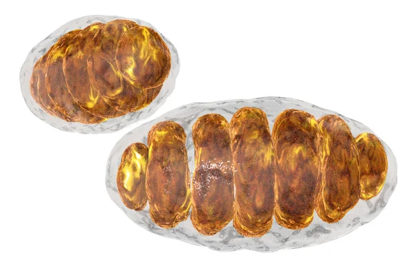 Mitochondrie, mitochondrie. Concept médical. Dans l'organisme humain — Photo