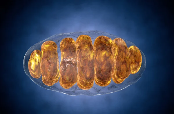 Mitochondrion, mitochondrial. Medical concept . Inside human organism — Stock Photo, Image