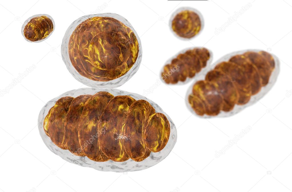 mitochondrion, mitochondrial. Medical concept . Inside human organism