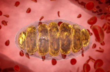 mitochondrion, mitochondrial. Medical concept . Inside human organism clipart