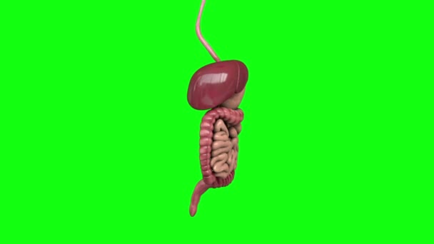Sistema digestivo, intestinos humanos. Imágenes de pantalla verde — Vídeo de stock