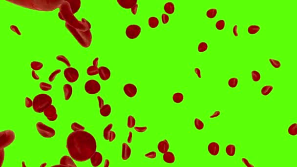 Красные клетки крови, эритроциты. Крупный план. Зеленый экран — стоковое видео