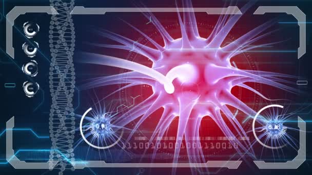 Impulsos cerebrais. Sistema neuronal. Anatomia humana. Trabalho cerebral. transferência de pulsos e geração de informações. HUD fundo . — Vídeo de Stock