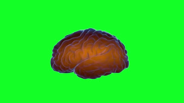 Εγκέφαλο ερεθίσματα. Σύστημα νευρώνας. Ανθρώπινη ανατομία. τη μεταφορά όσπρια και να παράγει πληροφορίες, πράσινη οθόνη — Αρχείο Βίντεο